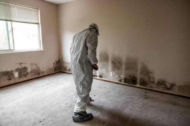 East Uniontown, PA Mold Removal Company